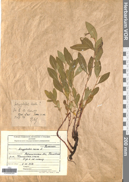 VOR 0006369