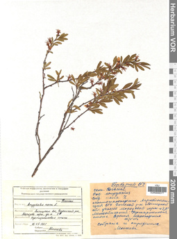 VOR 0006377