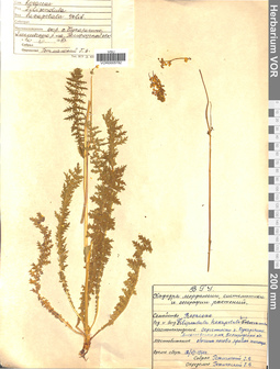 VOR 0005782