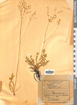 VOR 0005783