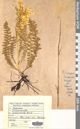 VOR 0005784