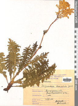 VOR 0005785