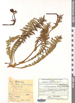 VOR 0005917