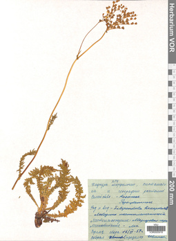 VOR 0005918
