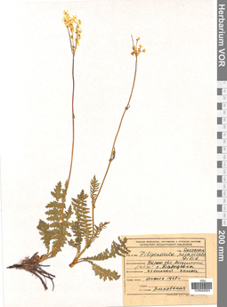 VOR 0005919