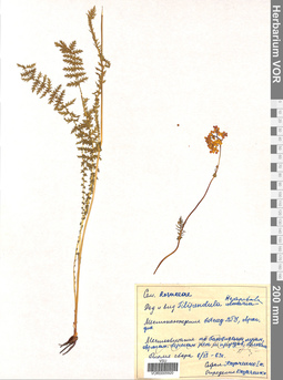 VOR 0005920
