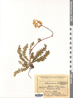 VOR 0005922
