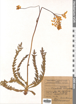 VOR 0005923
