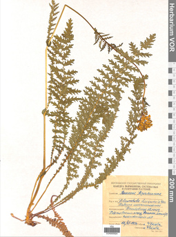 VOR 0005924