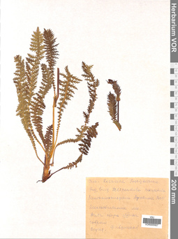VOR 0005927