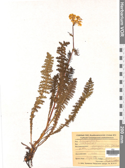 VOR 0005929