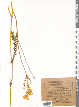 VOR 0005932