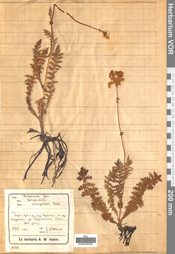 VOR 0005936