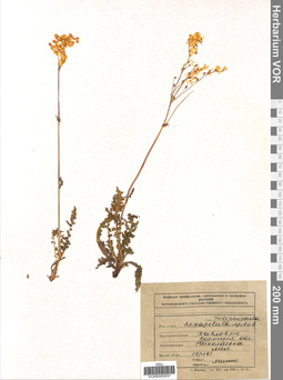 VOR 0005937