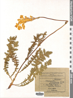 VOR 0005938