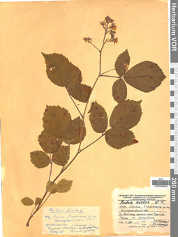 VOR 0004853
