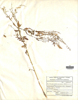 VOR 0009082