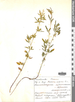 VOR 0009083