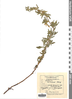 VOR 0009372