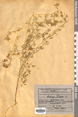 VOR 0009344