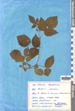 VOR 0004855