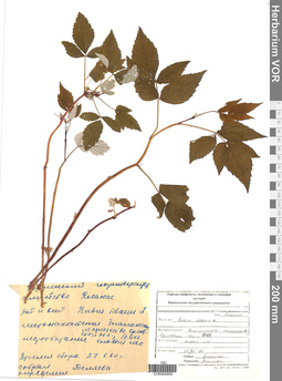 VOR 0004856