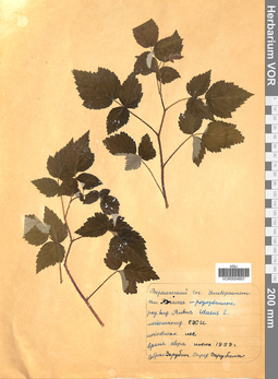 VOR 0004857