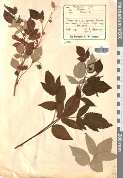 VOR 0004859