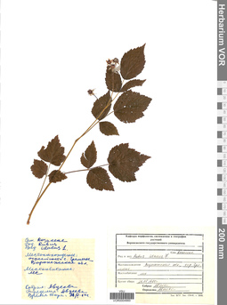 VOR 0004860