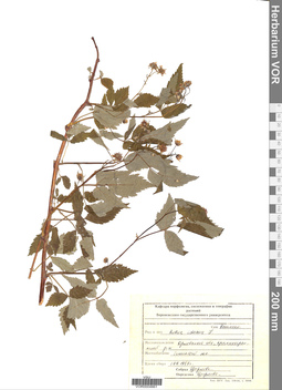 VOR 0004861