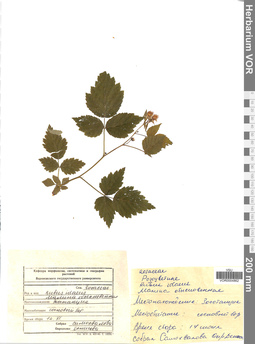 VOR 0004862