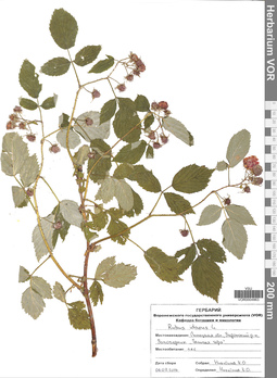 VOR 0004863