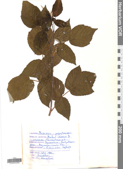 VOR 0004864