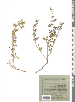 VOR 0009384
