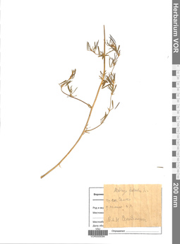VOR 0009394