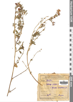 VOR 0009395