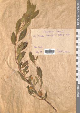 VOR 0006382