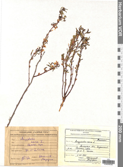 VOR 0006383