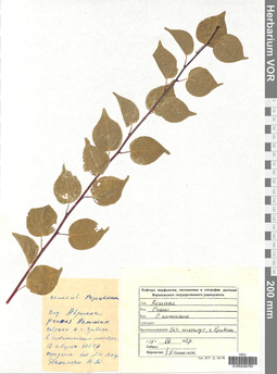 VOR 0006765
