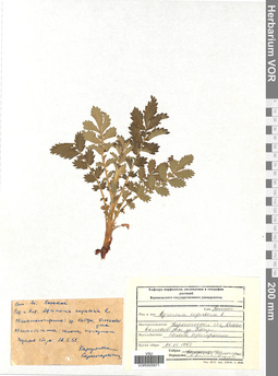 VOR 0005871