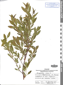 VOR 0006401