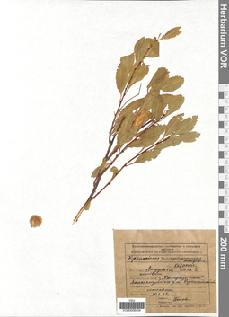 VOR 0006404