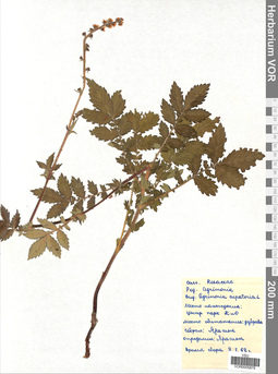 VOR 0005879