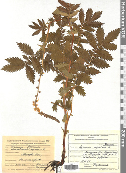 VOR 0005881