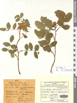 VOR 0006273