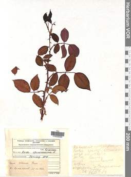 VOR 0006269