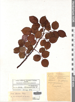 VOR 0006275