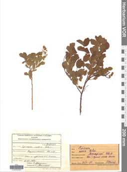 VOR 0004667