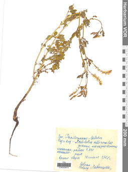 VOR 0009010
