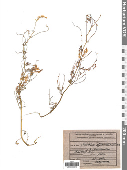 VOR 0009015